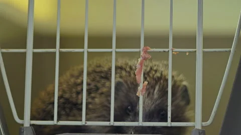 A small hedgehog is sitting in a cage. He gets his food through the bars. Stock Footage 131067804