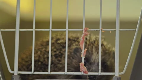 A small hedgehog is sitting in a cage. He gets his food through the bars. Stock Footage 131068431
