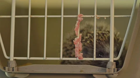 A small hedgehog is sitting in a cage. He gets his food through the bars. Stock Footage 131069622