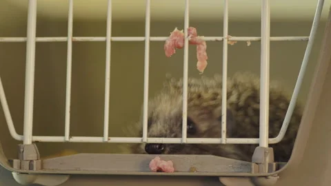 A small hedgehog is sitting in a cage. He gets his food through the bars. Stock Footage 131070597