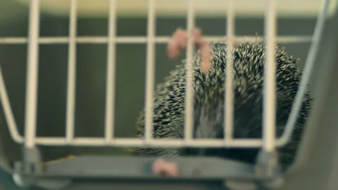 A small hedgehog is sitting in a cage. He gets his food through the bars. Stock Footage 131074264