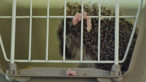 A small hedgehog is sitting in a cage. He gets his food through the bars. Stock Footage 131077926
