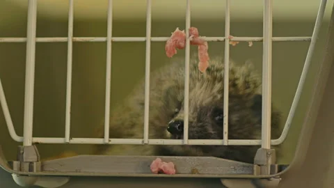 A small hedgehog is sitting in a cage. He gets his food through the bars. Stock Footage 131080347