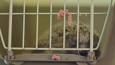 A small hedgehog is sitting in a cage. He gets his food through the bars. Stock Footage 131086513