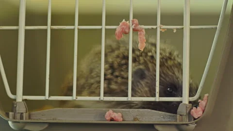 A small hedgehog is sitting in a cage. He gets his food through the bars. Stock Footage 131092608