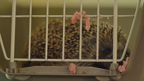 A small hedgehog is sitting in a cage. He gets his food through the bars. Stock Footage 131097003