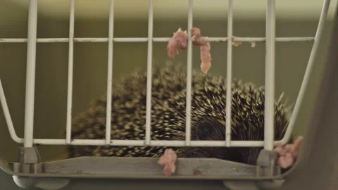 A small hedgehog is sitting in a cage. He gets his food through the bars. Stock Footage 131101114