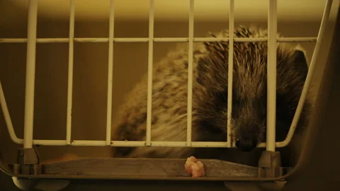 A small hedgehog is sitting in a cage. He gets his food through the bars. Stock Footage 131118360