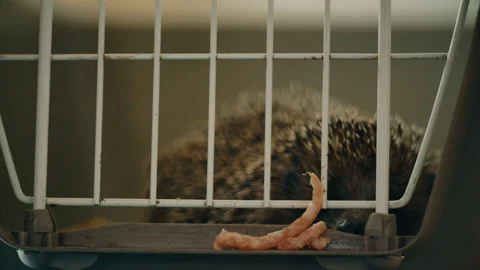 A small hedgehog is sitting in a cage. He gets his food through the bars. Stock Footage 131120937