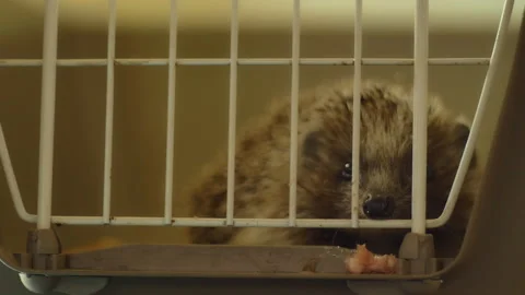 A small hedgehog is sitting in a cage. He gets his food through the bars. Stock Footage 131124031