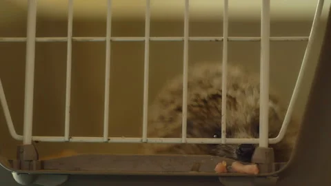 A small hedgehog is sitting in a cage. He gets his food through the bars. Stock Footage 131125772