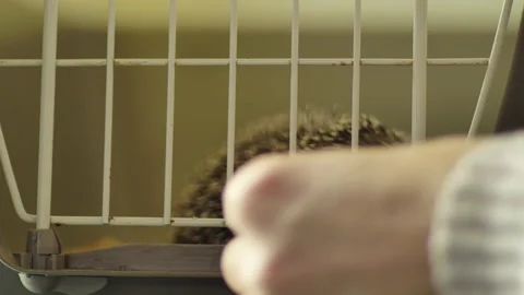 A small hedgehog is sitting in a cage. He gets his food through the bars. Stock Footage 131127137