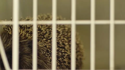 A small hedgehog is sitting in a cage. He gets his food through the bars. Stock Footage 131128006