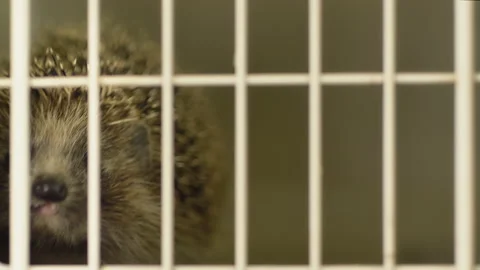 A small hedgehog is sitting in a cage. He gets his food through the bars. Stock Footage 131128429