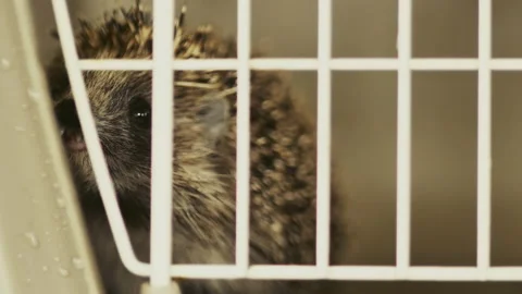 A small hedgehog is sitting in a cage. He gets his food through the bars. Stock Footage 131128903