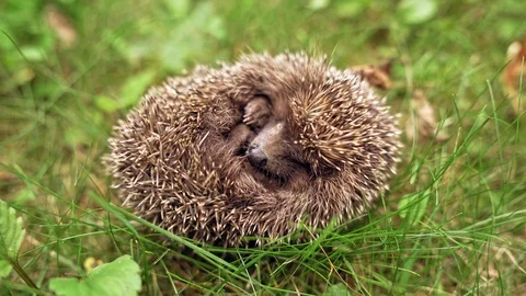 Small hedgehog is sleeping in grass. Sleeping curled up in a ball hedgehog Stock Footage 115415718