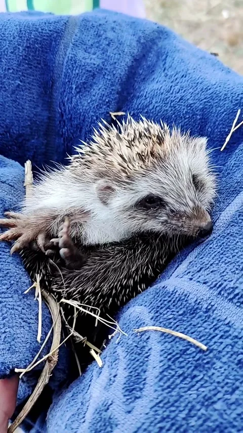 Small hedgehog in the towel. Vertical video Stock Footage 220033525