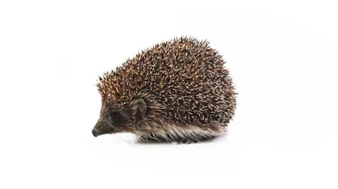 Small hedgehog on a white background Stock Footage 7905525
