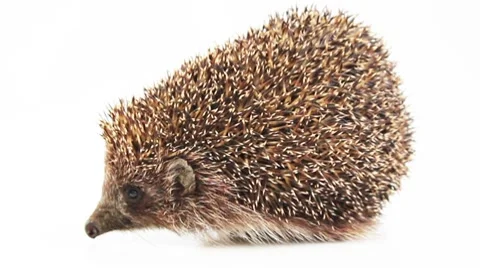 Small hedgehog on a white background Stock Footage 8520221