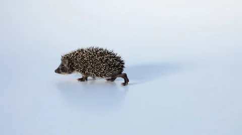 Small hedgehog on white background Stock Footage 58426162