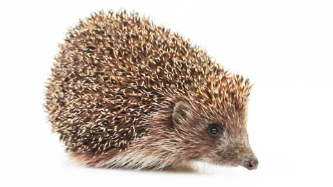 Small hedgehog on a white background Stock Footage 93824261