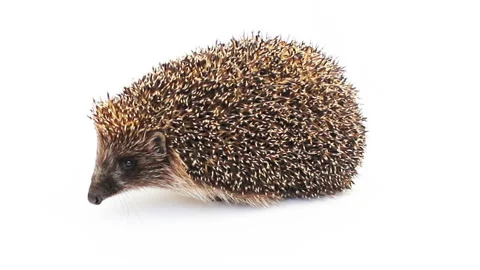 Small hedgehog on a white background Stock Footage 93824533