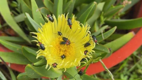 Small Heliotaurus ruficollis beetles gathered on a golden garden flower Stock Footage 340313777