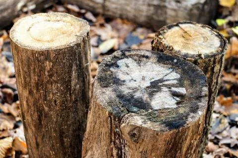 Small hemp Stock Photos