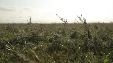 Small Herbaceous Plants Swaying by the Wind in a Field Stock Footage 62509319