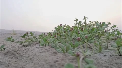 Small Herbal Shrub Clustered On Sandy Terrain Vídeo Stock 337746061