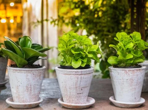 Small herbs in plantation. Stock Photos
