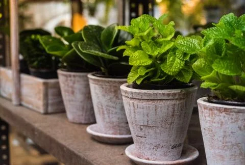 Small herbs in plantation. Stock Photos