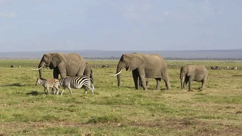 Small herd of African elephants and zebras grazing in the savannah Video stock 72380746