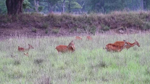 A small herd of barasinghas enjoying the tall grass of Kanha national park Video stock 277976452