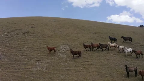 A small herd of beautiful white, brown and black horses Video stock 210185334