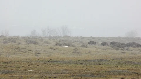 Small herd of bison in driving snow in Montana sage brush Stock Footage 121099183