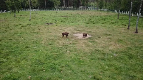 Small herd of bison Stock Footage 91401374