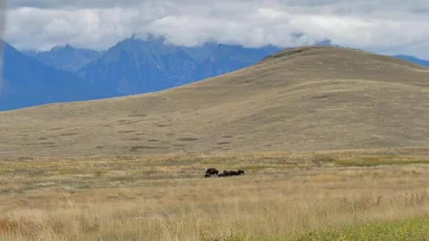 Small herd of Bison in grasslands in fro... | Stock Video | Pond5