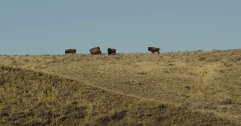 Small herd of bison on ridgline - medium Stock Footage 75208200
