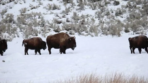 Small herd of bison walking along a trail with a young calf Vídeo Stock 252088883