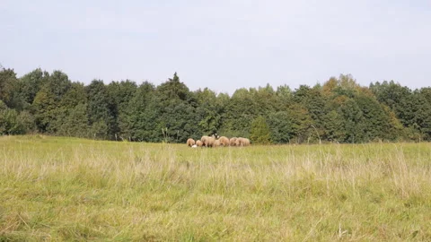 Small herd of black and white sheep grazing in a meadow Stock Footage 96203635