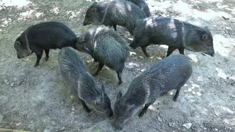 A small herd of black wild boars Stock Footage 196935457