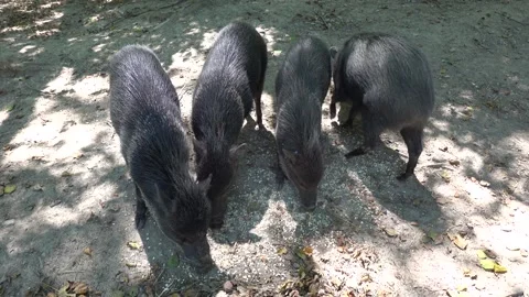 A small herd of black wild boars Stock Footage 246119454