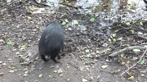 A small herd of black wild boars Видео 347021205