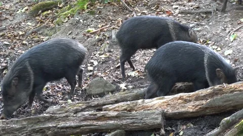 A small herd of black wild boars 動画素材 347021488