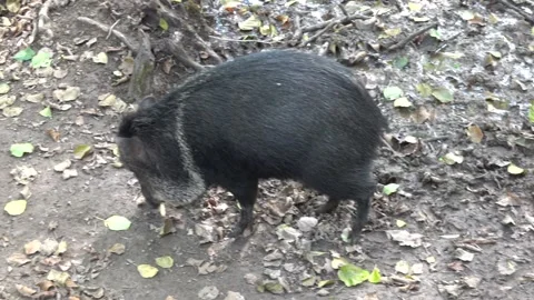 A small herd of black wild boars 스톡 동영상 347021647