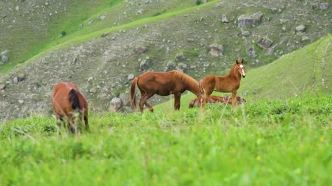 A small herd of brown horses with foals grazing on a green mountain slope during Stock Footage 171881760
