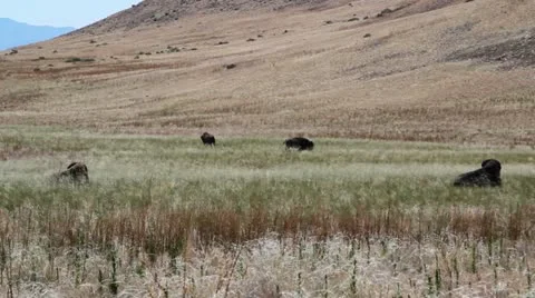 Small herd of buffalo Stock Footage 11140626