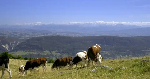Small herd of calves grazing in an alpine pasture at the Grand Colombier peak Stock-Footage 249580847