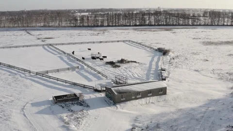 A small herd of cattle in winter Stock Footage 326165325